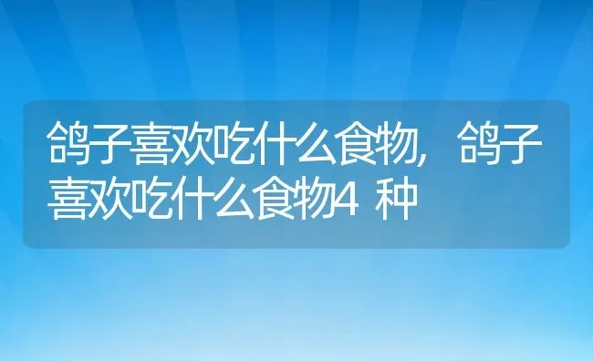 鸽子喜欢吃什么食物,鸽子喜欢吃什么食物4种 | 宠物百科知识