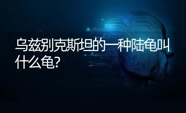 乌兹别克斯坦的一种陆龟叫什么龟？ | 动物养殖问答