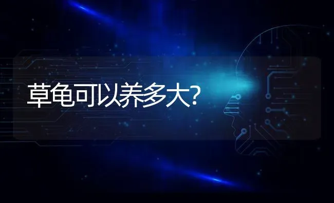 草龟可以养多大？ | 动物养殖问答