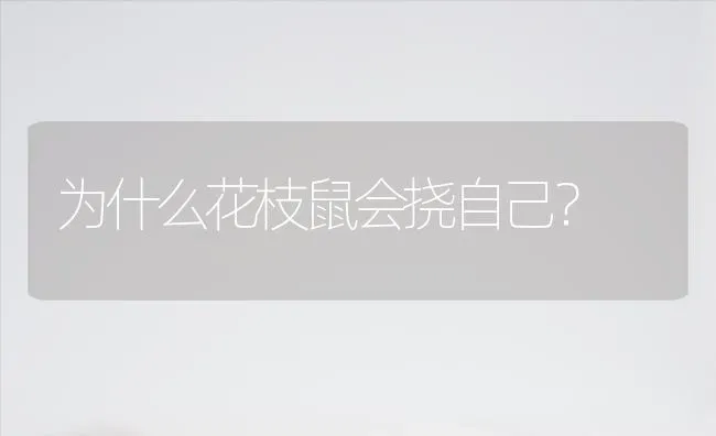 仓鼠过生日吃什么？ | 动物养殖问答