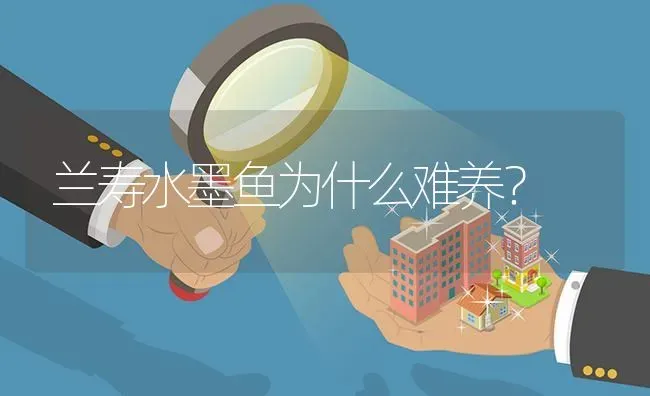 兰寿水墨鱼为什么难养？ | 鱼类宠物饲养