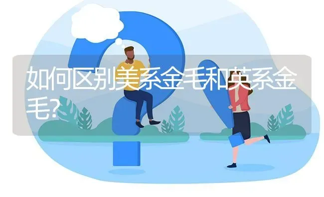 如何区别美系金毛和英系金毛？ | 动物养殖问答