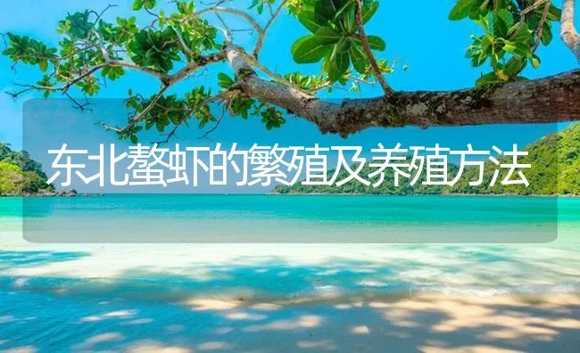 东北螯虾的繁殖及养殖方法 | 海水养殖技术