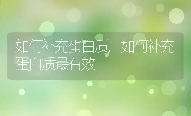 如何补充蛋白质,如何补充蛋白质最有效 | 宠物百科知识