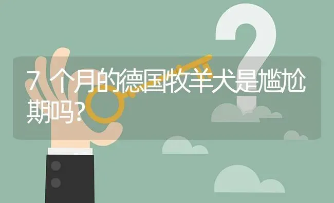 7个月的德国牧羊犬是尴尬期吗？ | 动物养殖问答