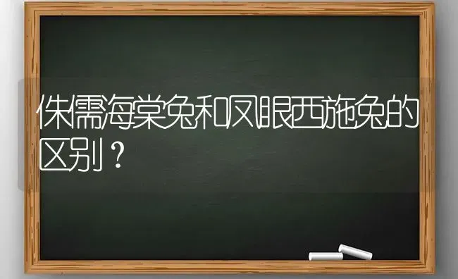 侏儒海棠兔和凤眼西施兔的区别？ | 动物养殖问答