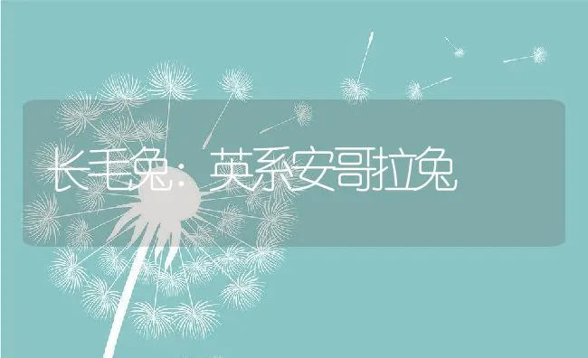 长毛兔：英系安哥拉兔 | 动物养殖学堂