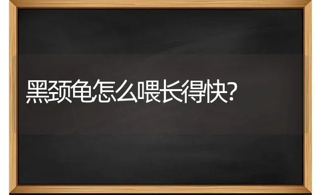 黑颈龟怎么喂长得快？ | 动物养殖问答