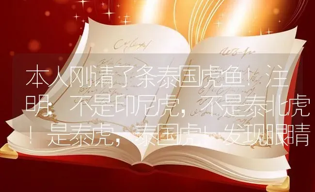 本人刚请了条泰国虎鱼！注明:不是印尼虎，不是泰北虎！是泰虎，泰国虎！发现眼睛不是很透彻怀疑是蒙眼了？ | 鱼类宠物饲养