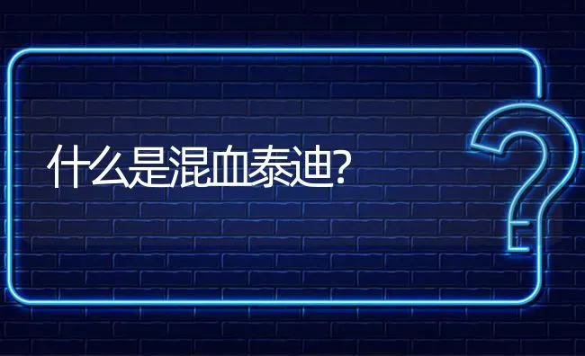 什么是混血泰迪？ | 动物养殖问答