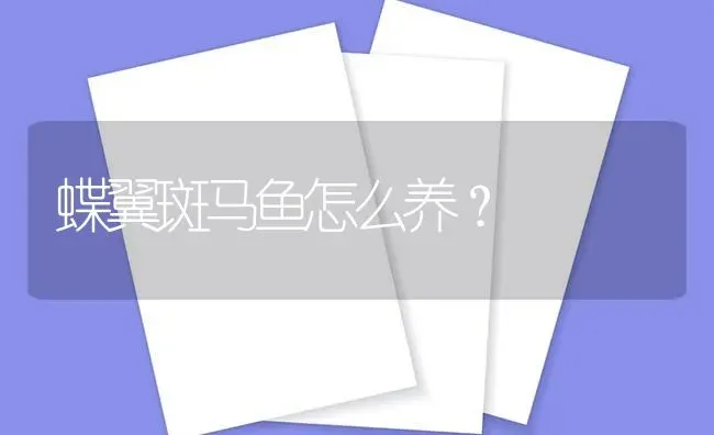 蝶翼斑马鱼怎么养？ | 鱼类宠物饲养