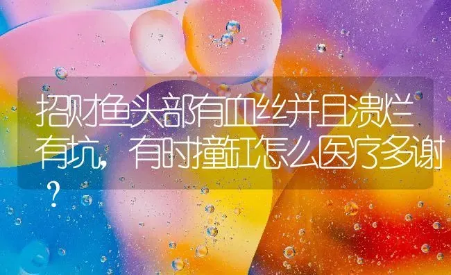 招财鱼头部有血丝并且溃烂有坑，有时撞缸怎么医疗多谢？ | 鱼类宠物饲养