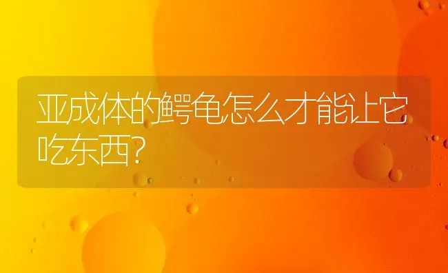 亚成体的鳄龟怎么才能让它吃东西？ | 动物养殖问答