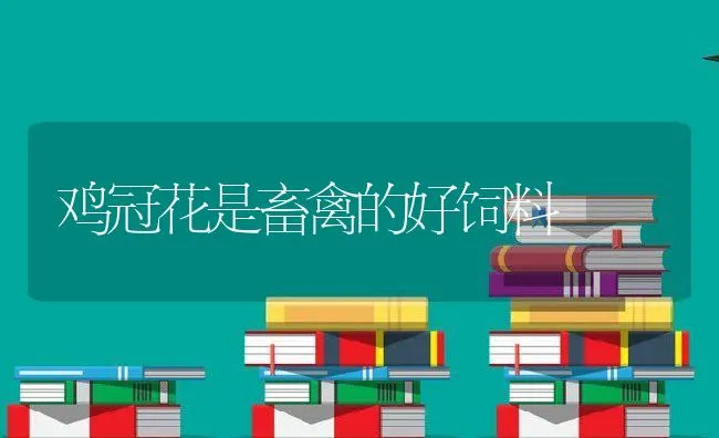 鸡冠花是畜禽的好饲料 | 动物养殖学堂