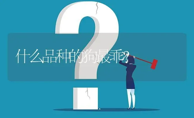 什么品种的狗最乖？ | 动物养殖问答