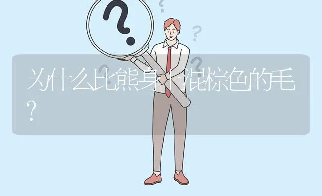 为什么比熊身上混棕色的毛？ | 动物养殖问答