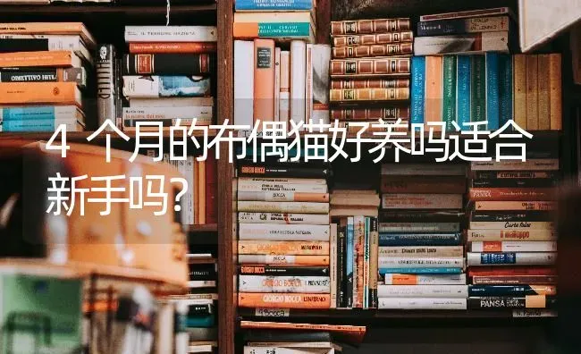 4个月的布偶猫好养吗适合新手吗？ | 动物养殖问答