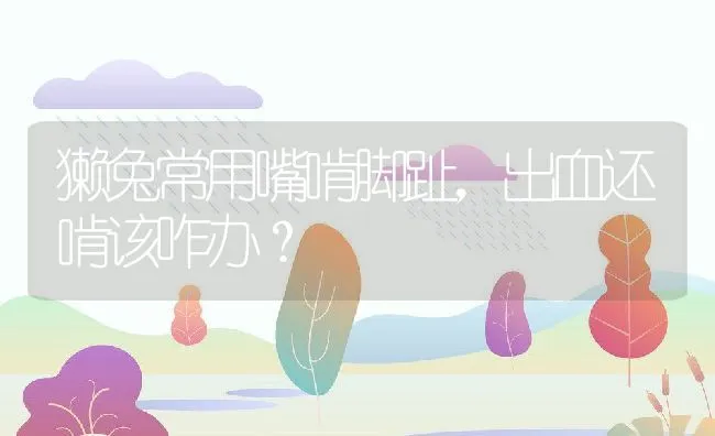 獭兔常用嘴啃脚趾，出血还啃该咋办？ | 水产养殖知识