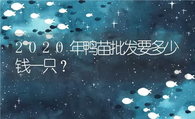 2020年鸭苗批发要多少钱一只？ | 动物养殖百科