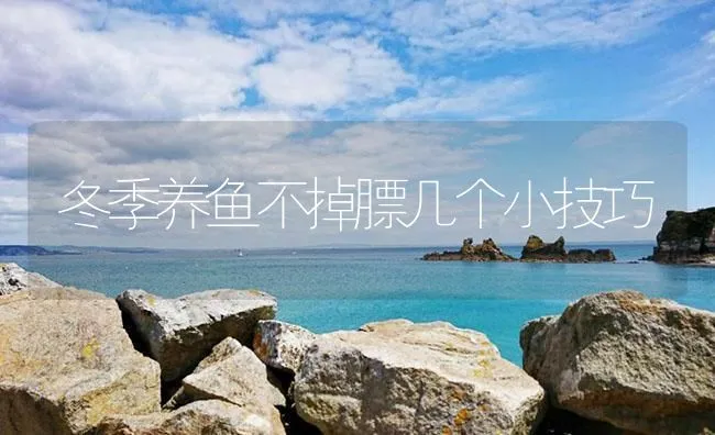 冬季养鱼不掉膘几个小技巧 | 海水养殖技术