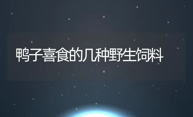 鸭子喜食的几种野生饲料 | 动物养殖饲料