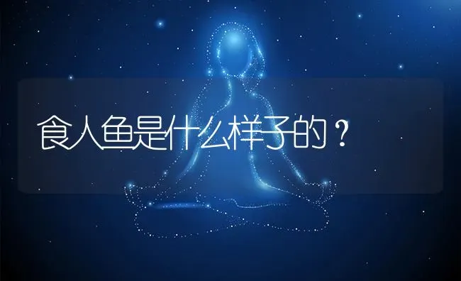 食人鱼是什么样子的？ | 鱼类宠物饲养