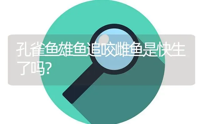 孔雀鱼雄鱼追咬雌鱼是快生了吗？ | 鱼类宠物饲养