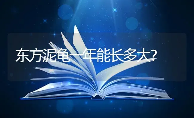 金吉拉母猫成年体重多少？ | 动物养殖问答