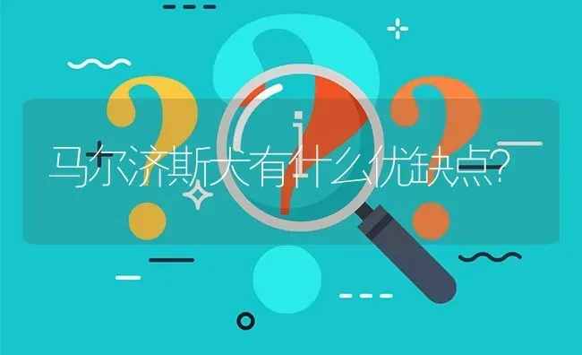 马尔济斯犬有什么优缺点？ | 动物养殖问答