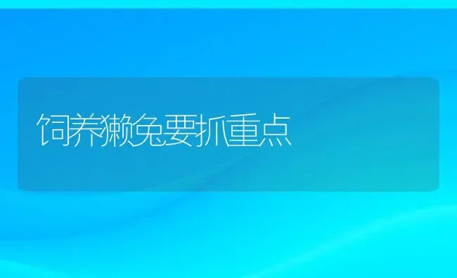 饲养獭兔要抓重点 | 动物养殖百科