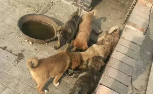 太行犬图片大全