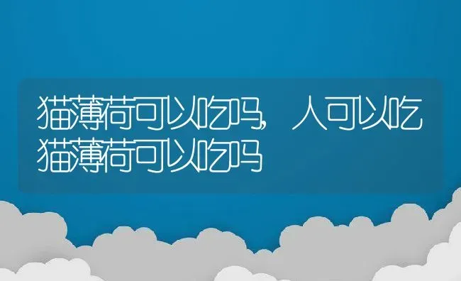 猫薄荷可以吃吗,人可以吃猫薄荷可以吃吗 | 宠物百科知识