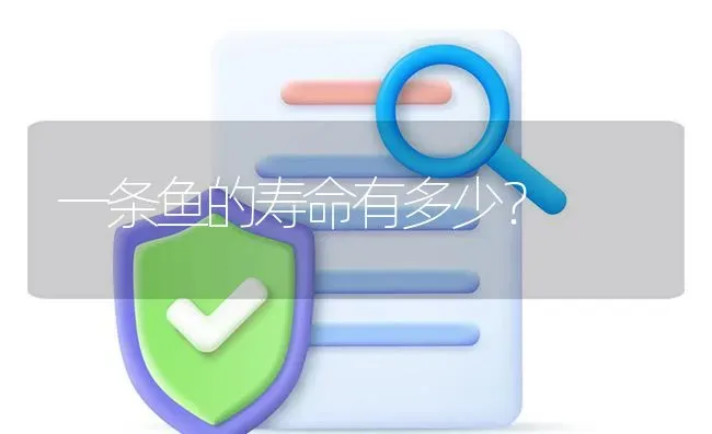 一条鱼的寿命有多少？ | 鱼类宠物饲养