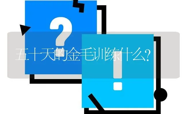 五十天的金毛训练什么？ | 动物养殖问答