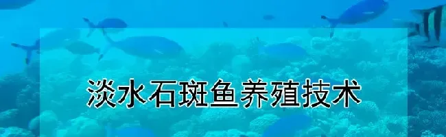 淡水石斑鱼养殖技术