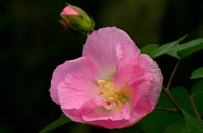 木芙蓉的繁殖种植方法