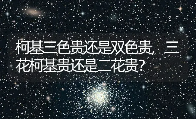 柯基三色贵还是双色贵,三花柯基贵还是二花贵？ | 宠物百科知识