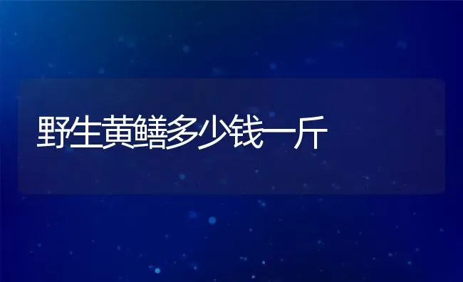 野生黄鳝多少钱一斤 | 动物养殖百科