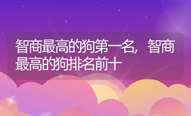 智商最高的狗第一名,智商最高的狗排名前十 | 宠物百科知识