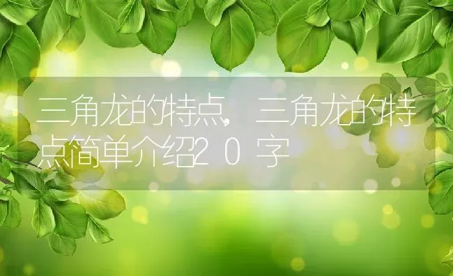 三角龙的特点,三角龙的特点简单介绍20字 | 宠物百科知识