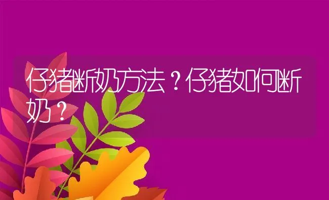 仔猪断奶方法？仔猪如何断奶？ | 动物养殖学堂