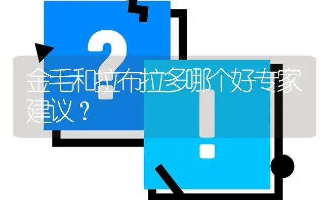 金毛和拉布拉多哪个好专家建议？ | 动物养殖问答