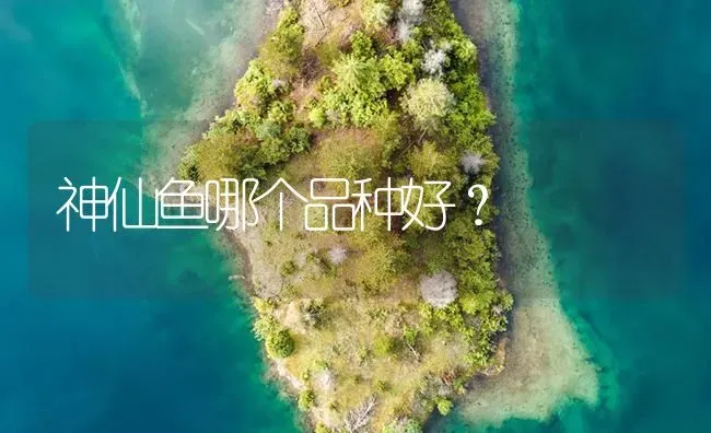 神仙鱼哪个品种好？ | 鱼类宠物饲养