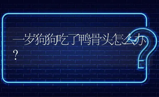 一岁狗狗吃了鸭骨头怎么办？ | 动物养殖问答