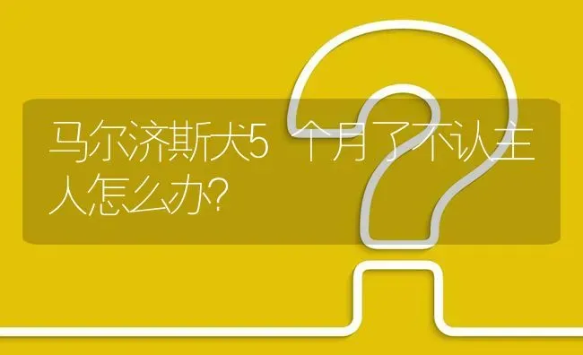 马尔济斯犬5个月了不认主人怎么办？ | 动物养殖问答