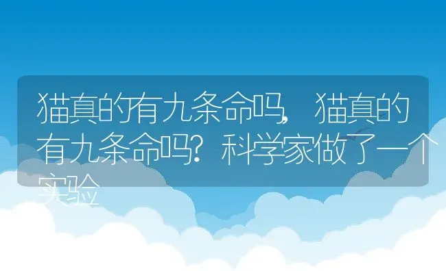 猫真的有九条命吗,猫真的有九条命吗?科学家做了一个实验 | 宠物百科知识