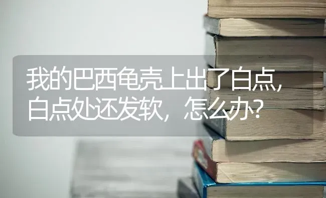 我的巴西龟壳上出了白点，白点处还发软，怎么办？ | 动物养殖问答