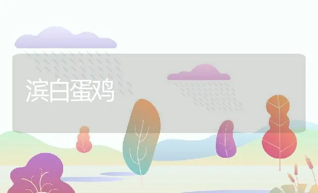 滨白蛋鸡 | 水产养殖知识