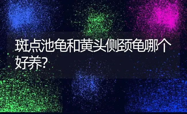 斑点池龟和黄头侧颈龟哪个好养？ | 动物养殖问答