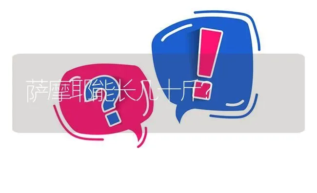 萨摩耶能长几十斤？ | 动物养殖问答